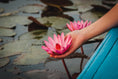 Load image into Gallery viewer, RED LOTUS DRIED CUT PETALS
