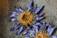 Load image into Gallery viewer, BLUE LOTUS WHOLE FLOWERS