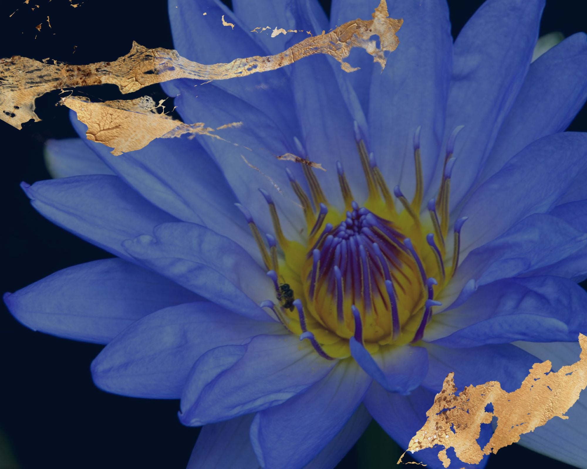 BLUE LOTUS: THE ANCIENT EGYPTIAN HEALING TREASURE