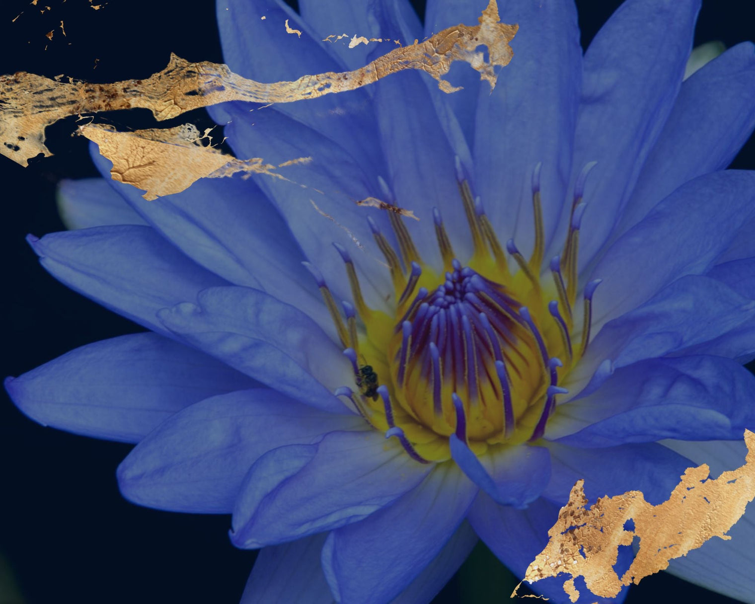 BLUE LOTUS: The Ancient Egyptian Healing Treasure
